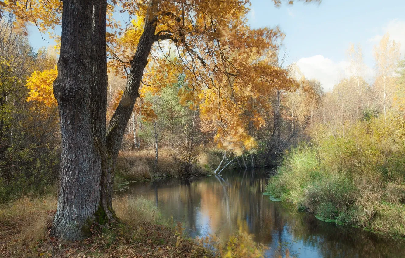 Photo wallpaper autumn, river, tree
