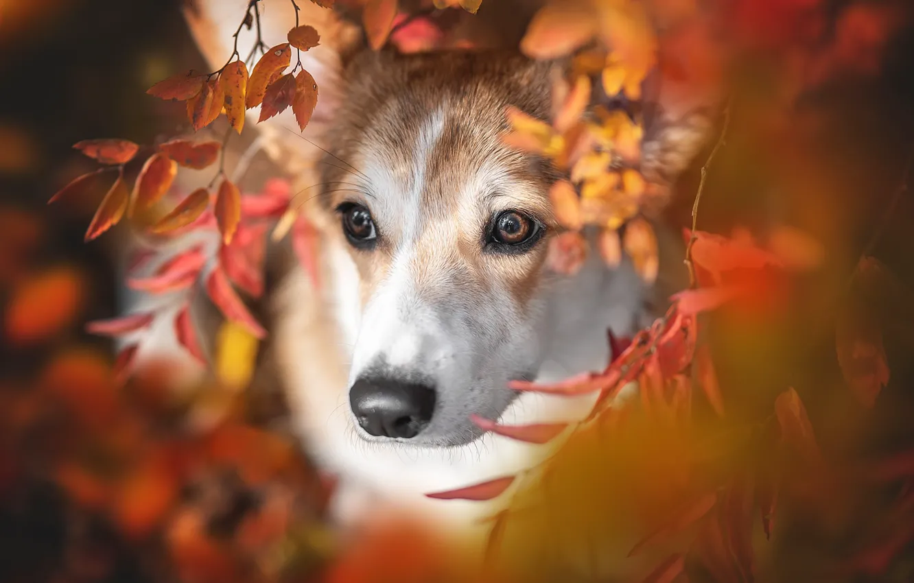 Photo wallpaper autumn, eyes, look, leaves, branches, dog, blur, nose