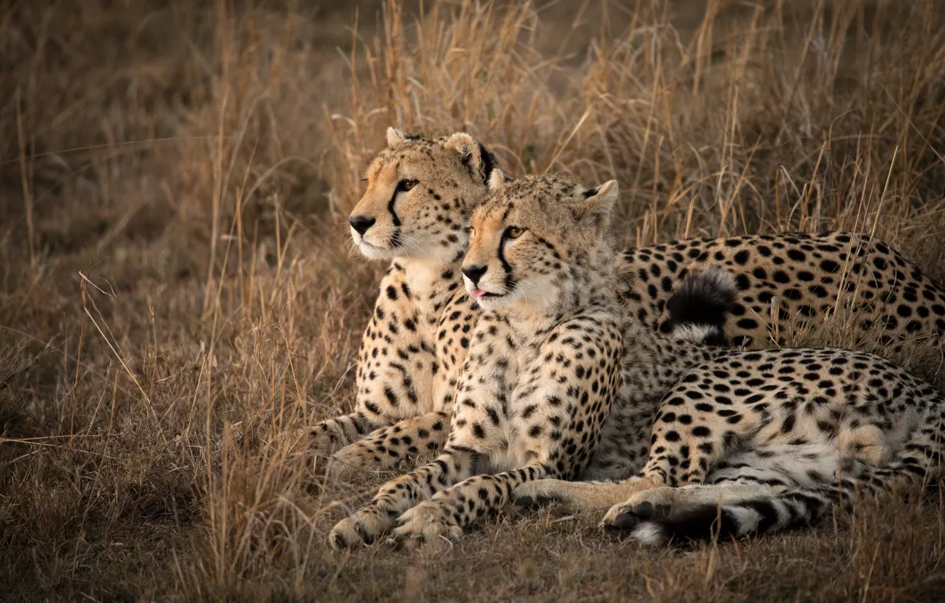Photo wallpaper grass, Africa, wild cats, a couple, cheetahs