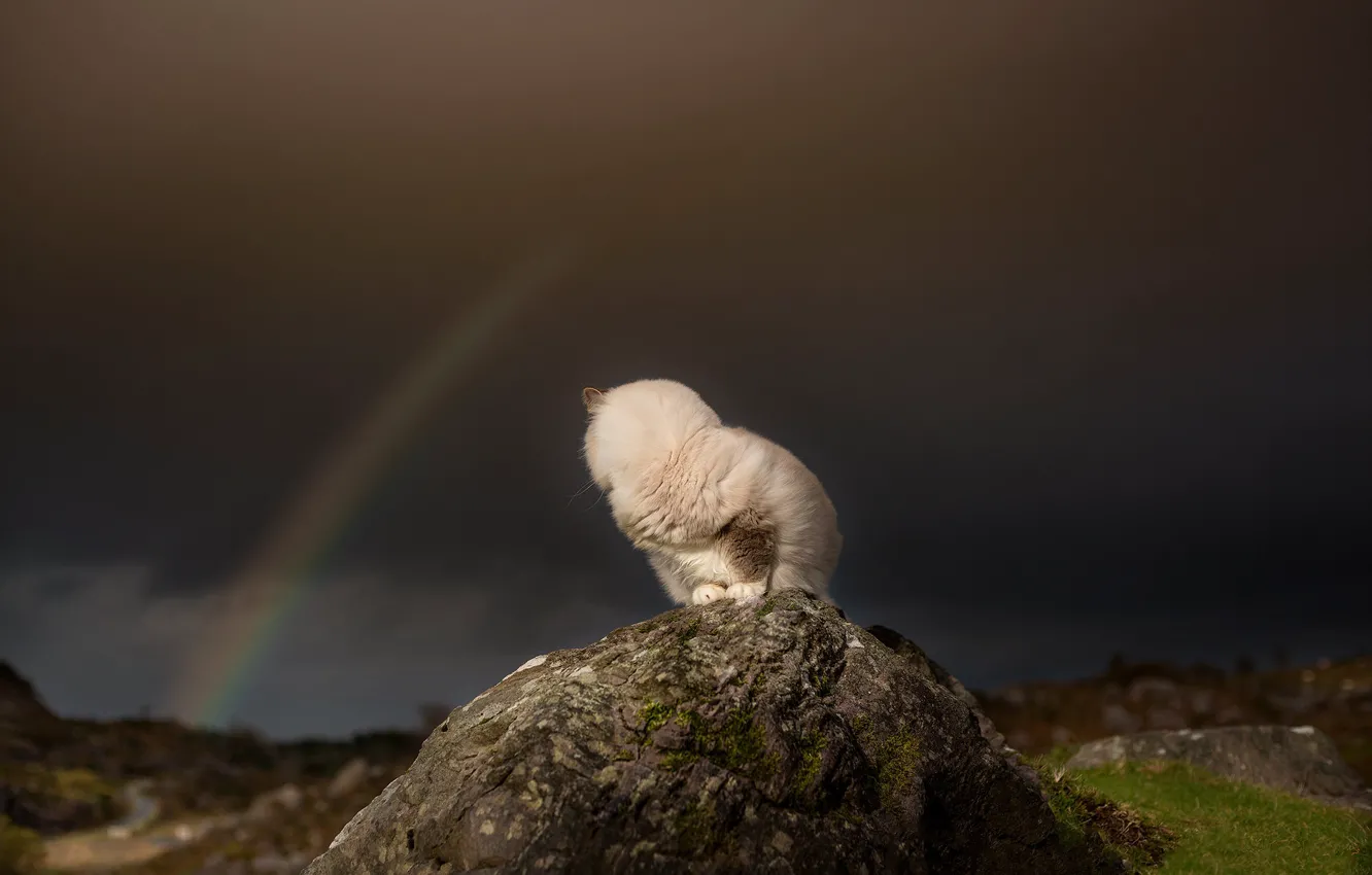 Photo wallpaper field, cat, the sky, cat, clouds, nature, pose, stones