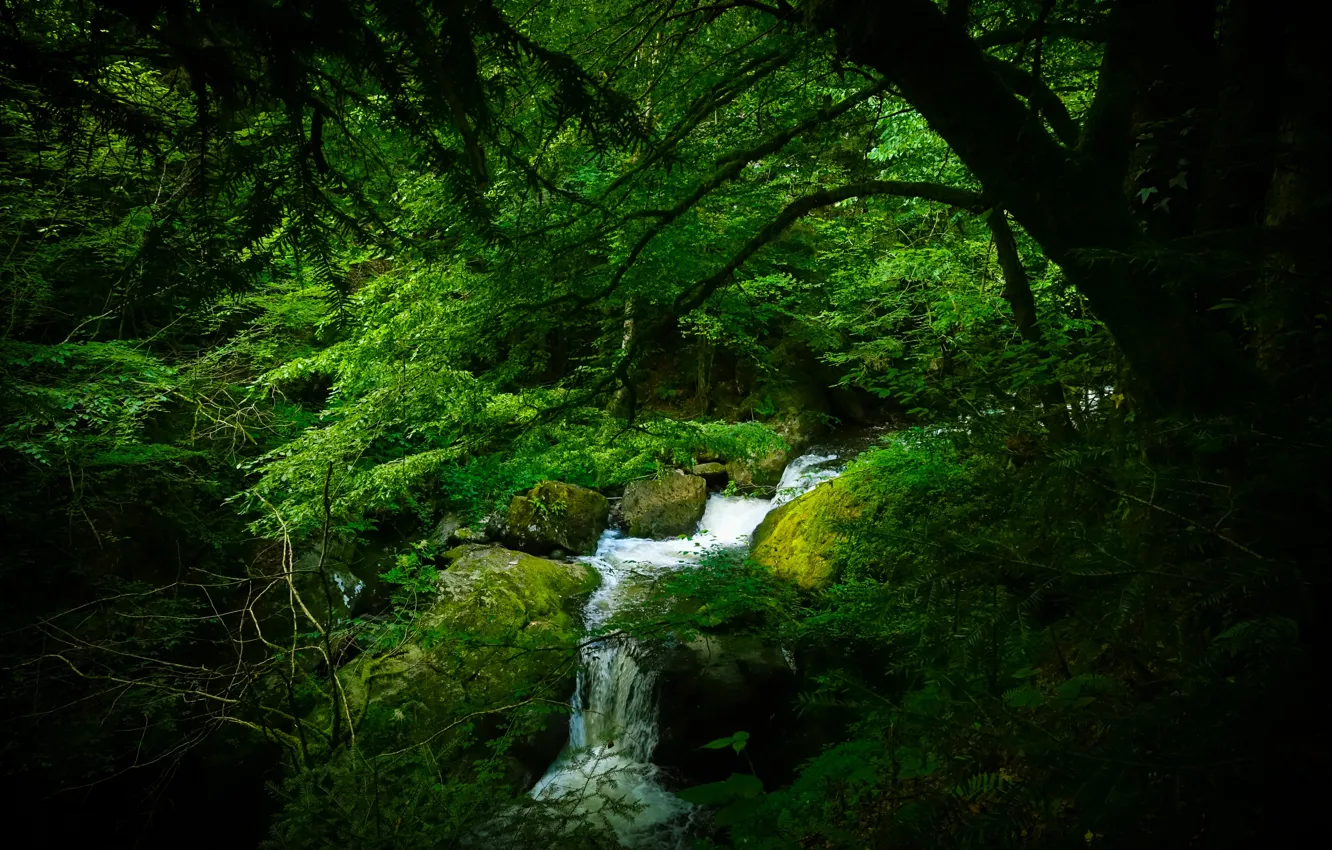 Photo wallpaper forest, trees, Germany, river, The black forest
