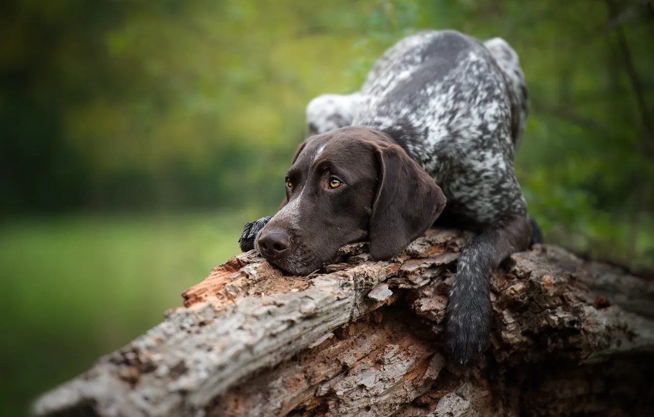 Photo wallpaper dog, snag, pointer, German shorthaired pointer