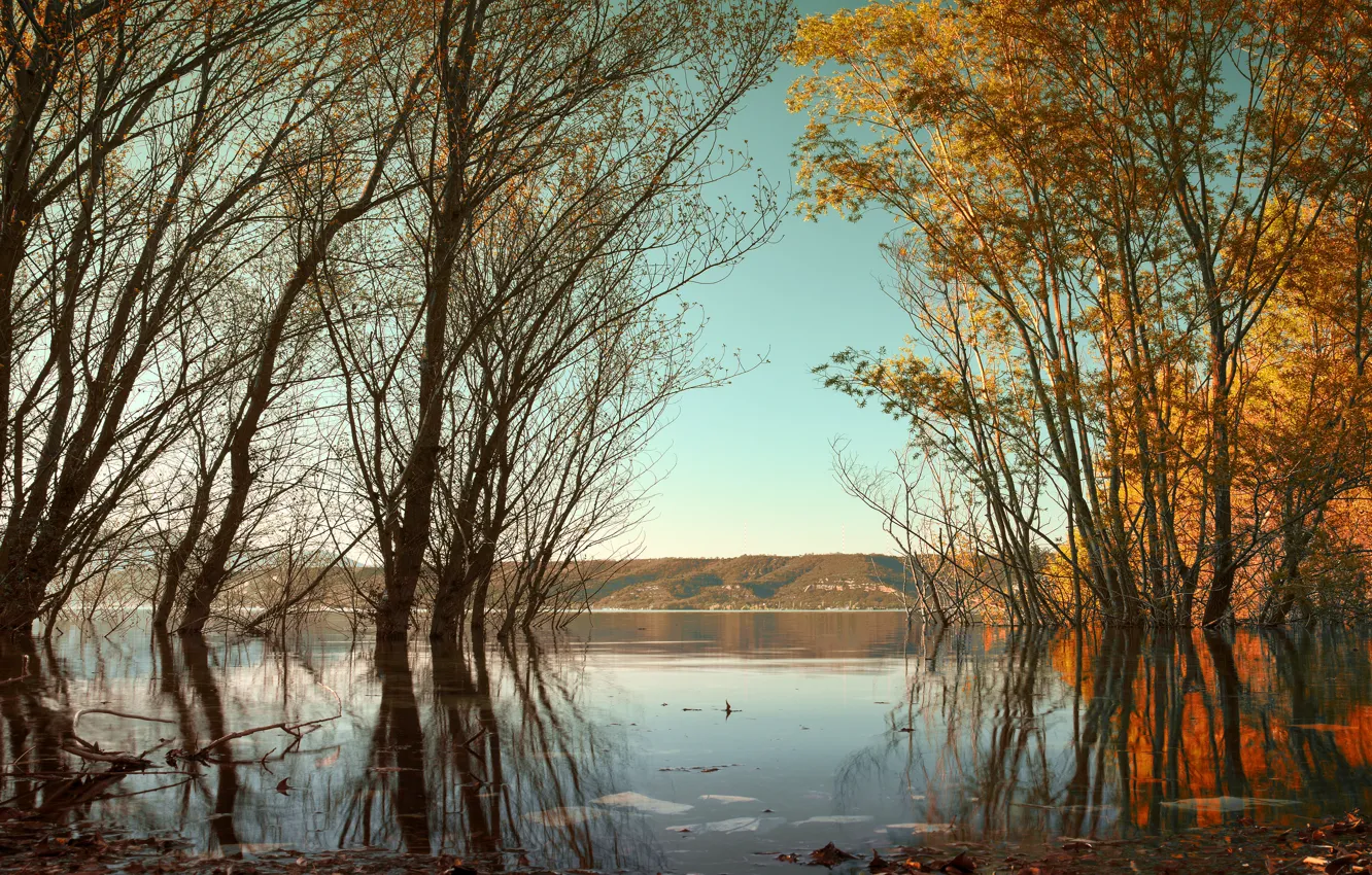 Photo wallpaper autumn, trees, branches, shore, foliage, pond