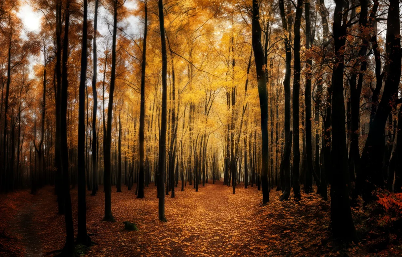 Photo wallpaper autumn, forest, leaves, trees, landscape, nature, autumn forest, autumn landscape