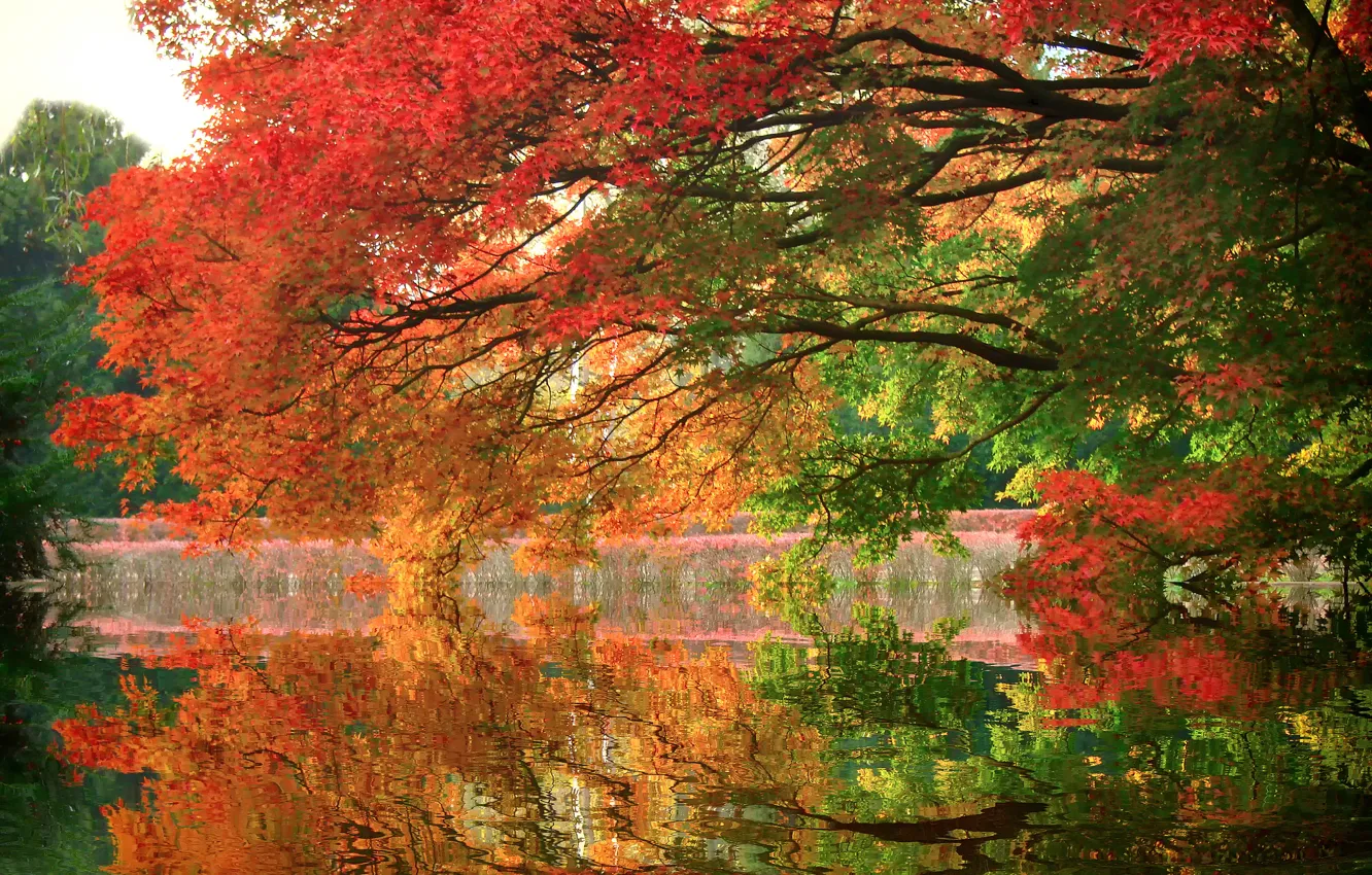 Photo wallpaper autumn, trees, lake, Park, reflection, branch