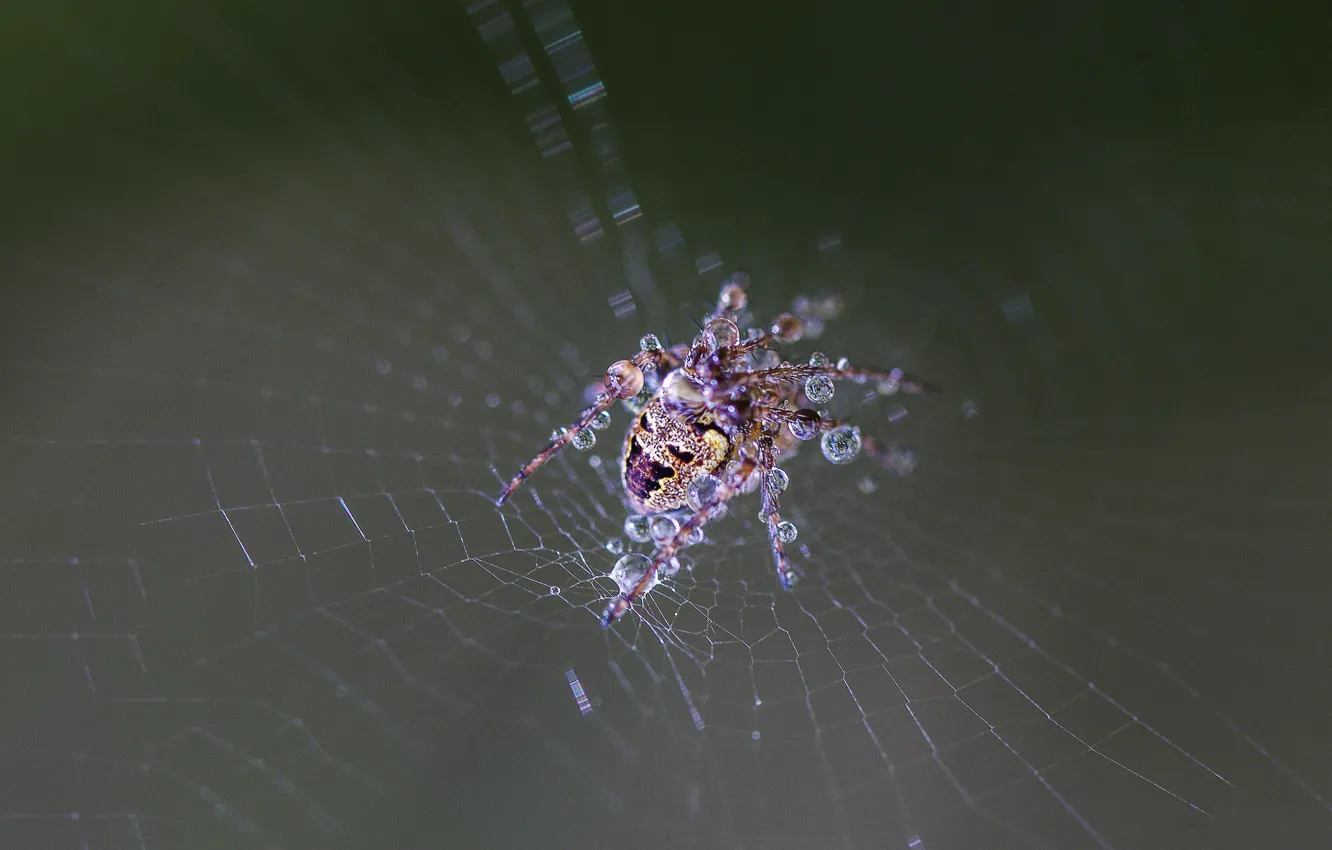 Photo wallpaper spider, wet, drops, web