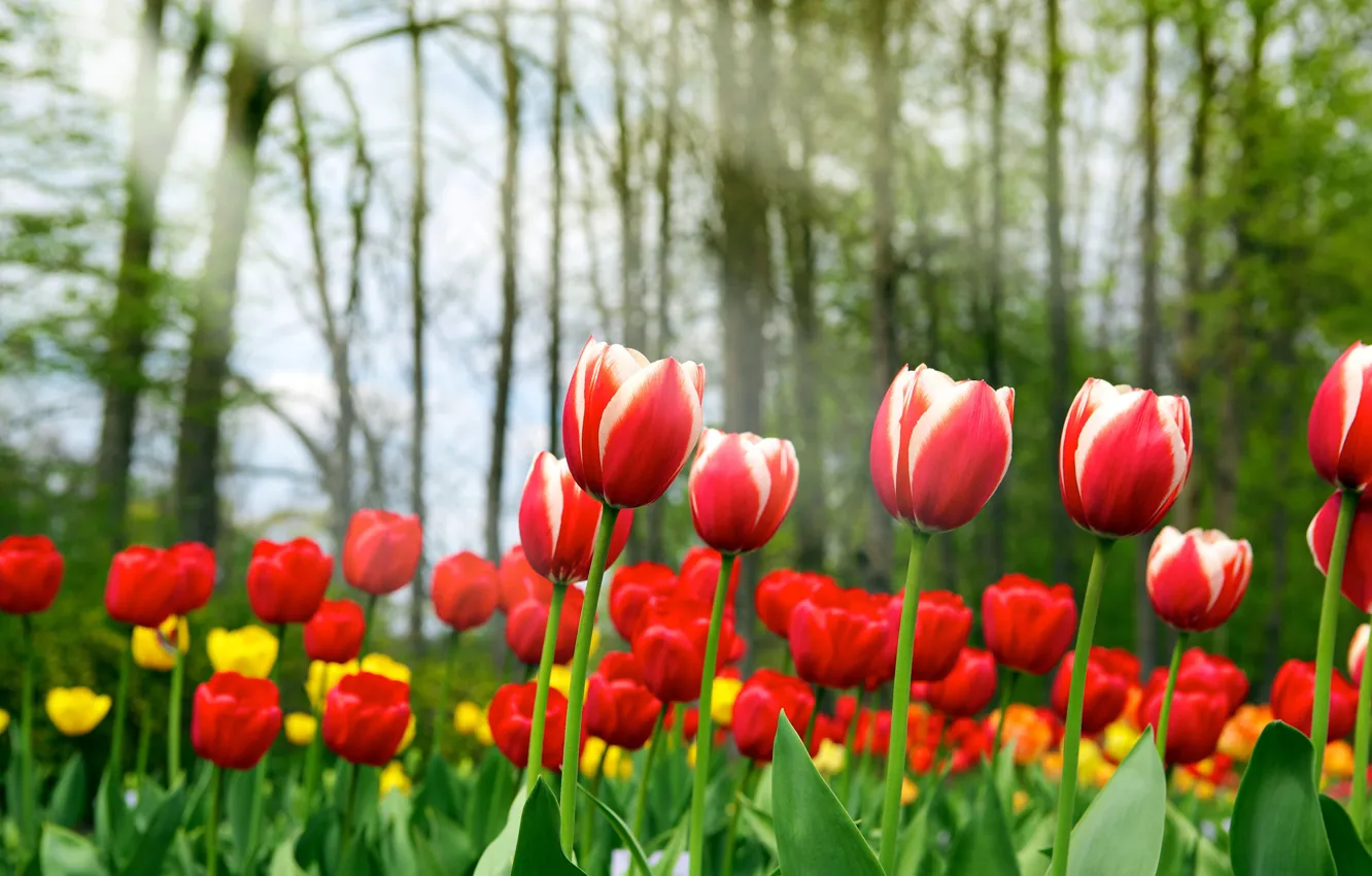 Photo wallpaper beauty, spring, tulips, red, yellow, Spring tulips