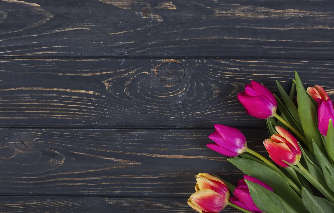 Photo wallpaper flowers, colorful, tulips, pink, wood, pink, flowers, tulips