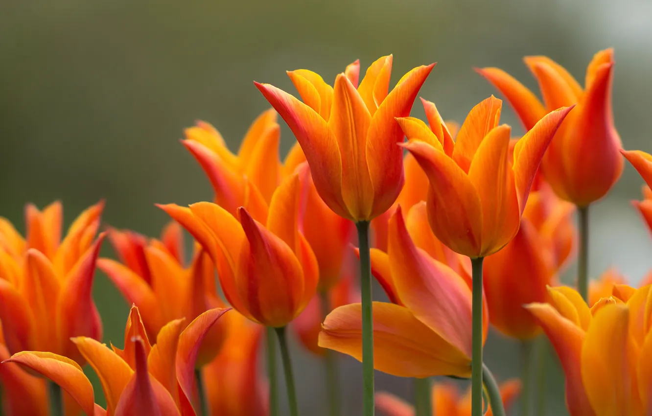 Photo wallpaper flowers, garden, tulips, orange