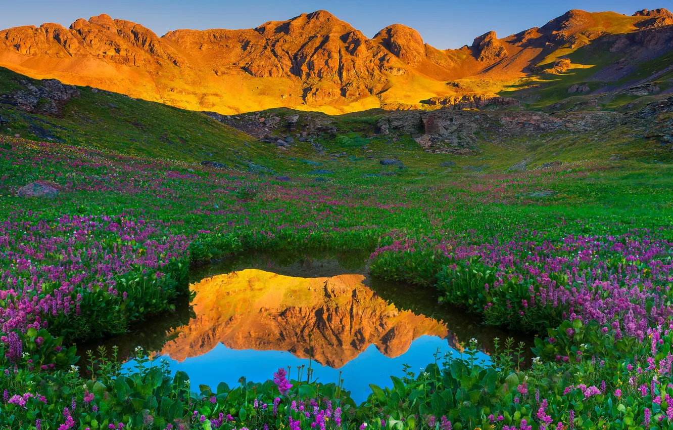 Photo wallpaper landscape, flowers, mountains