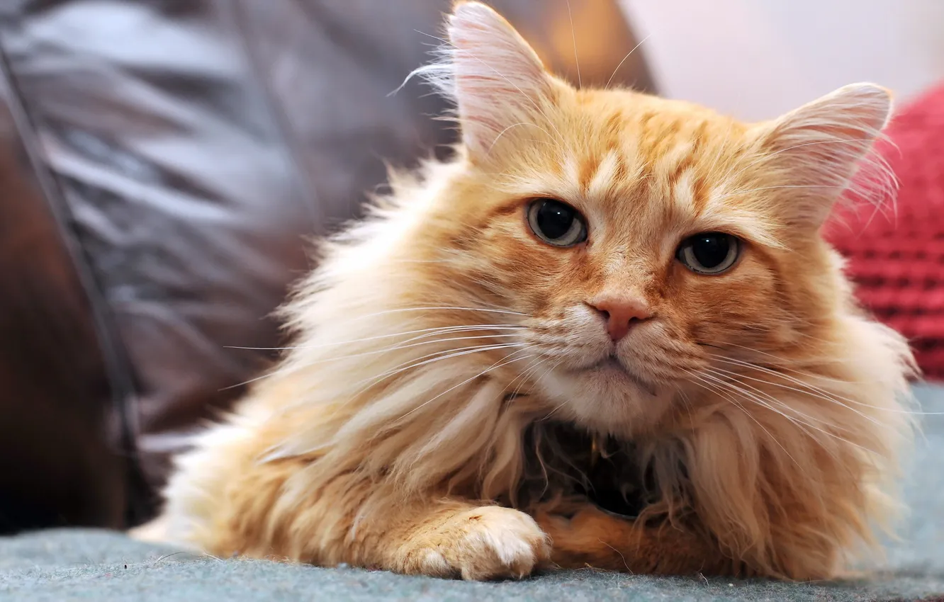 Photo wallpaper cat, look, home