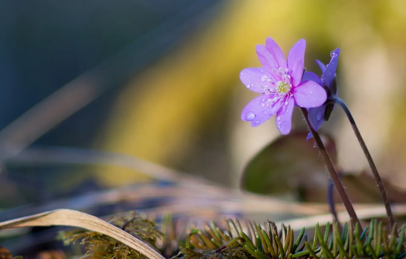 Photo wallpaper forest, macro, nature, violet