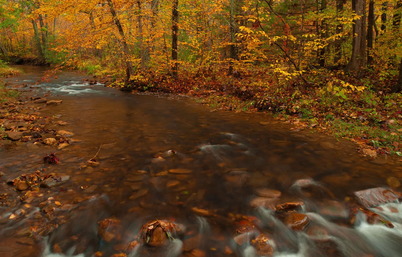 Photo wallpaper autumn, forest, water, trees, stream, stones, stream