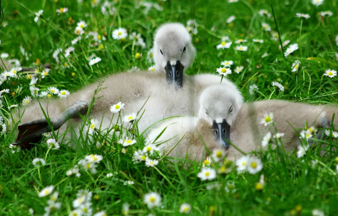 Photo wallpaper flowers, nature, weed, little goslings
