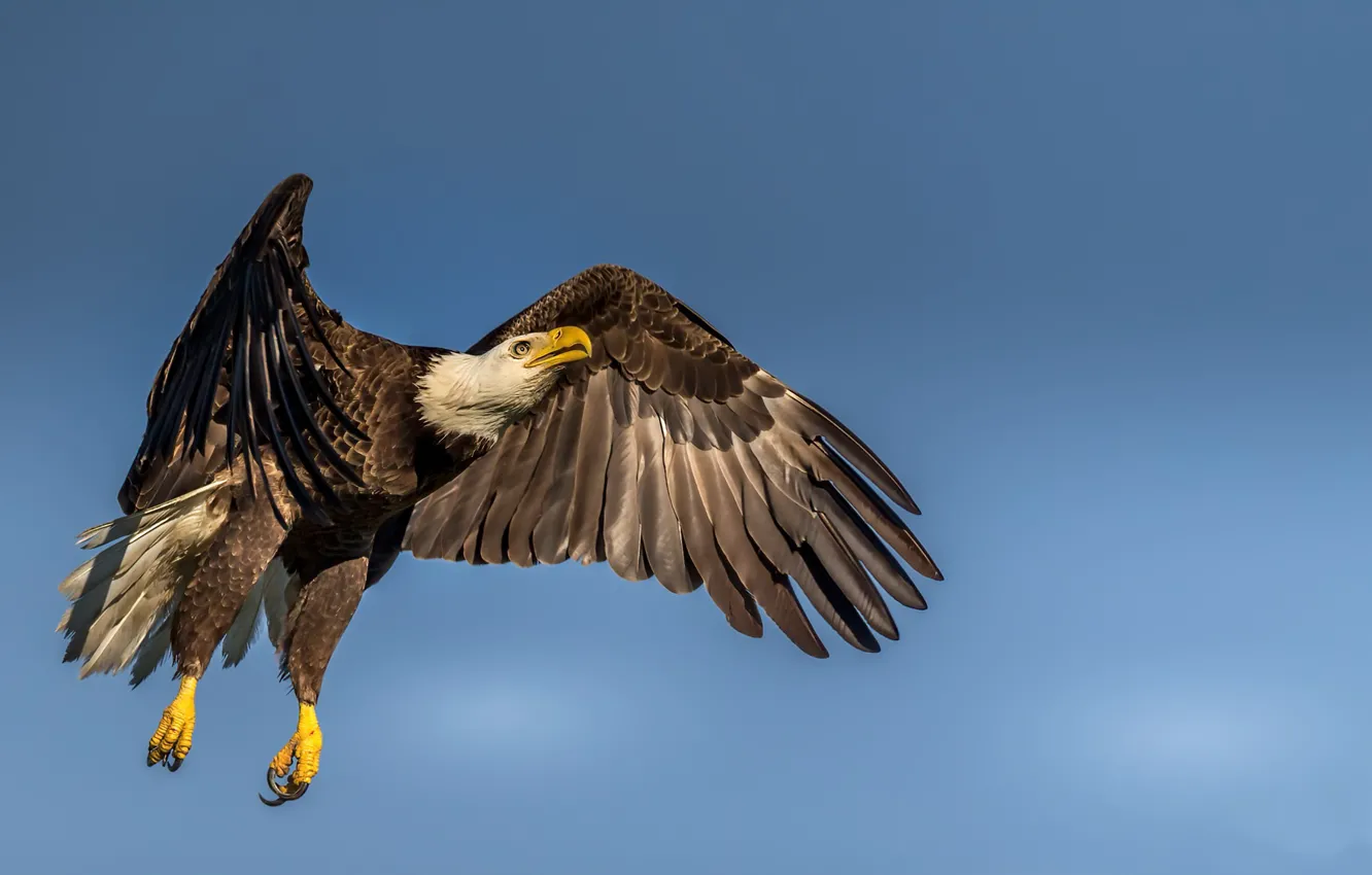Photo wallpaper nature, bird, bald eagle, Haliaeetus leucocephalus