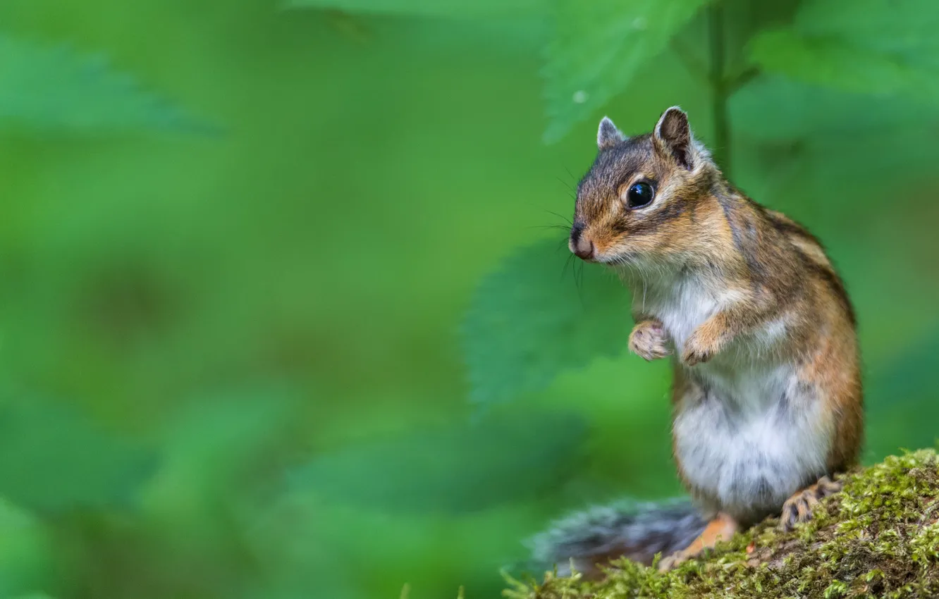 Photo wallpaper look, leaves, pose, legs, muzzle, Chipmunk, striped, green background