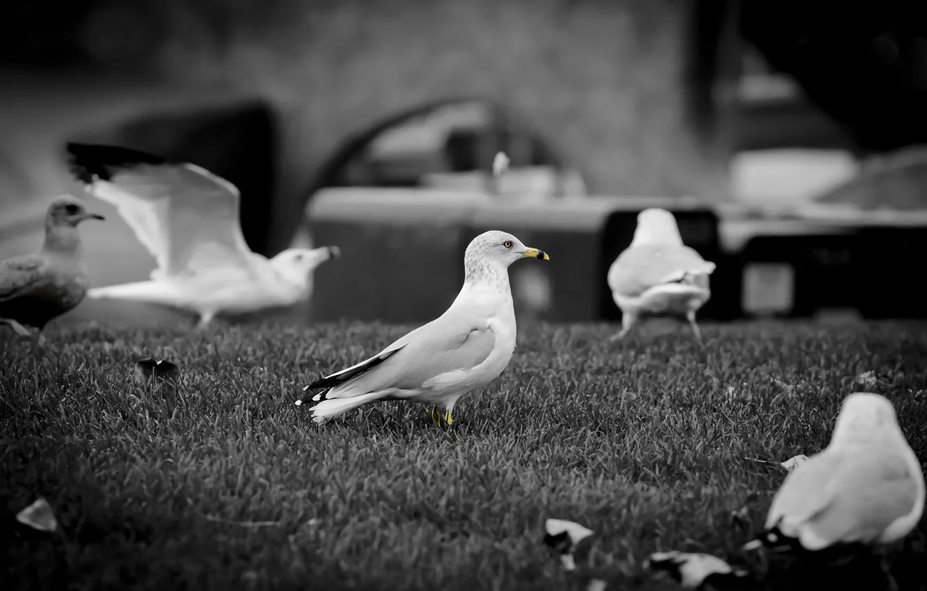 Photo wallpaper seagulls, beak, b/W