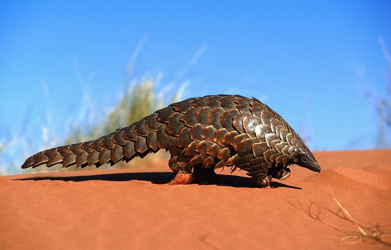 Photo wallpaper lizard, pangolin, edentata