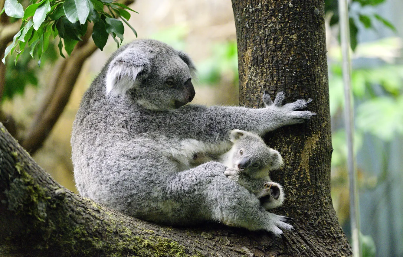 Photo wallpaper trees, baby, Koala