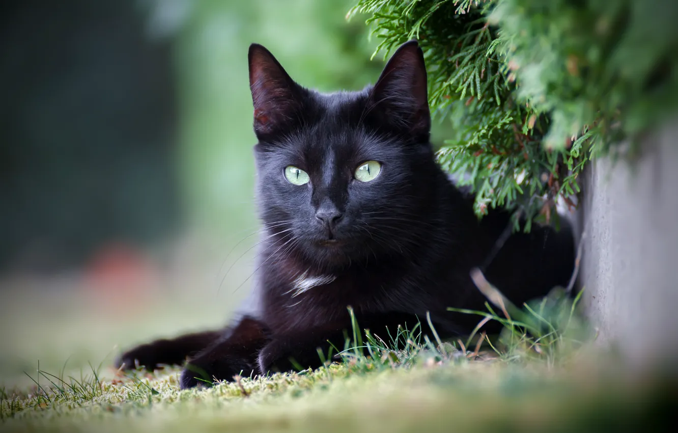 Photo wallpaper cat, cat, look, black, kitty