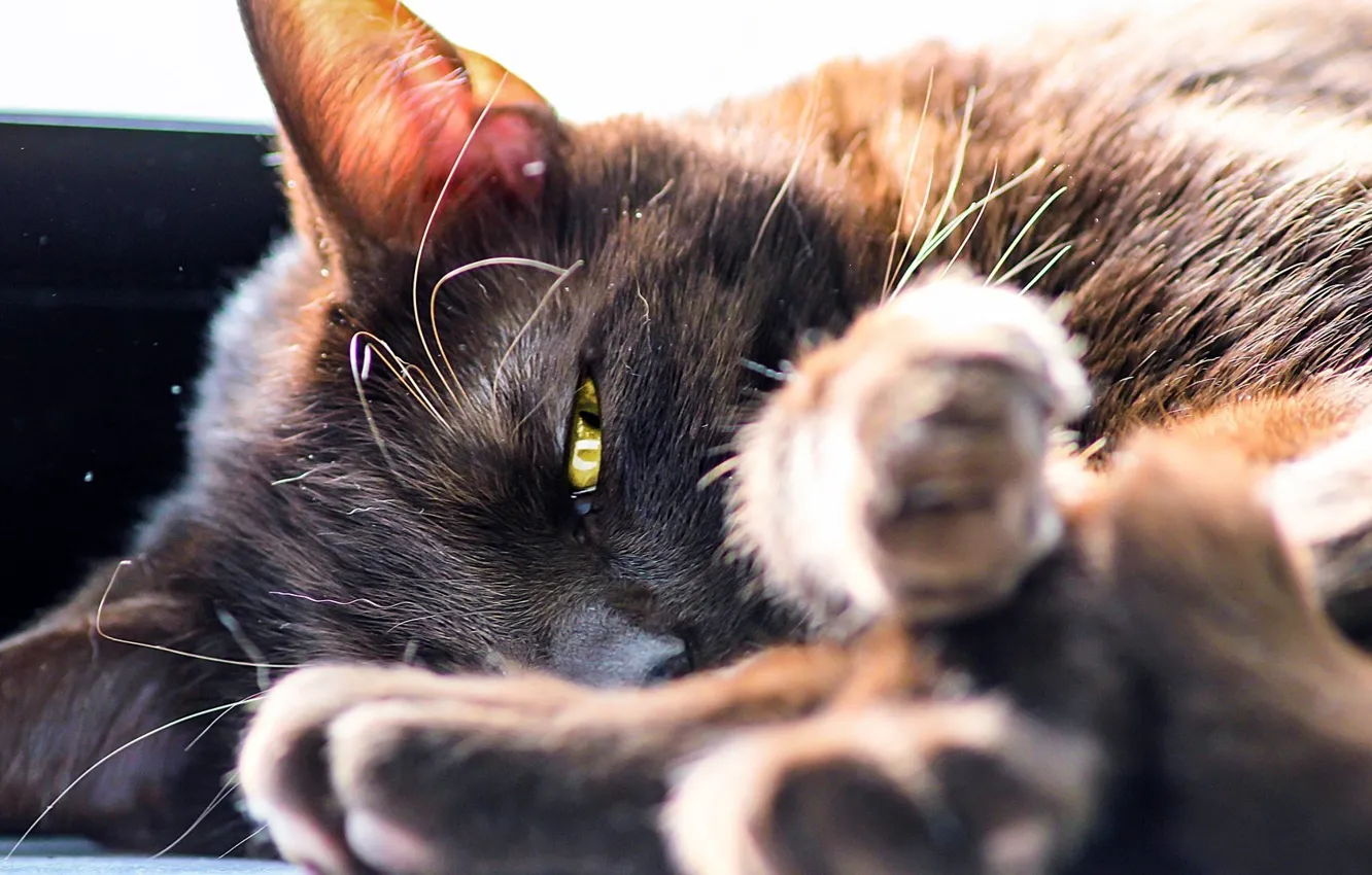 Photo wallpaper cat, lies, the rays of the sun, yellow eyes