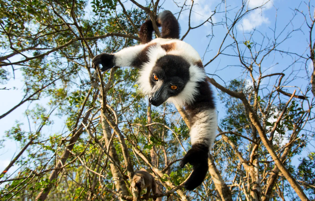 Photo wallpaper face, leaves, branches, pose, lemur, view, hanging