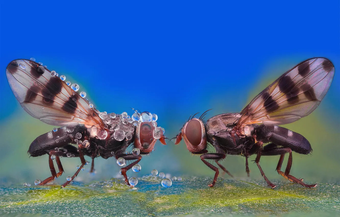 Photo wallpaper water, drops, macro, fly, two, leaf, insect, a couple