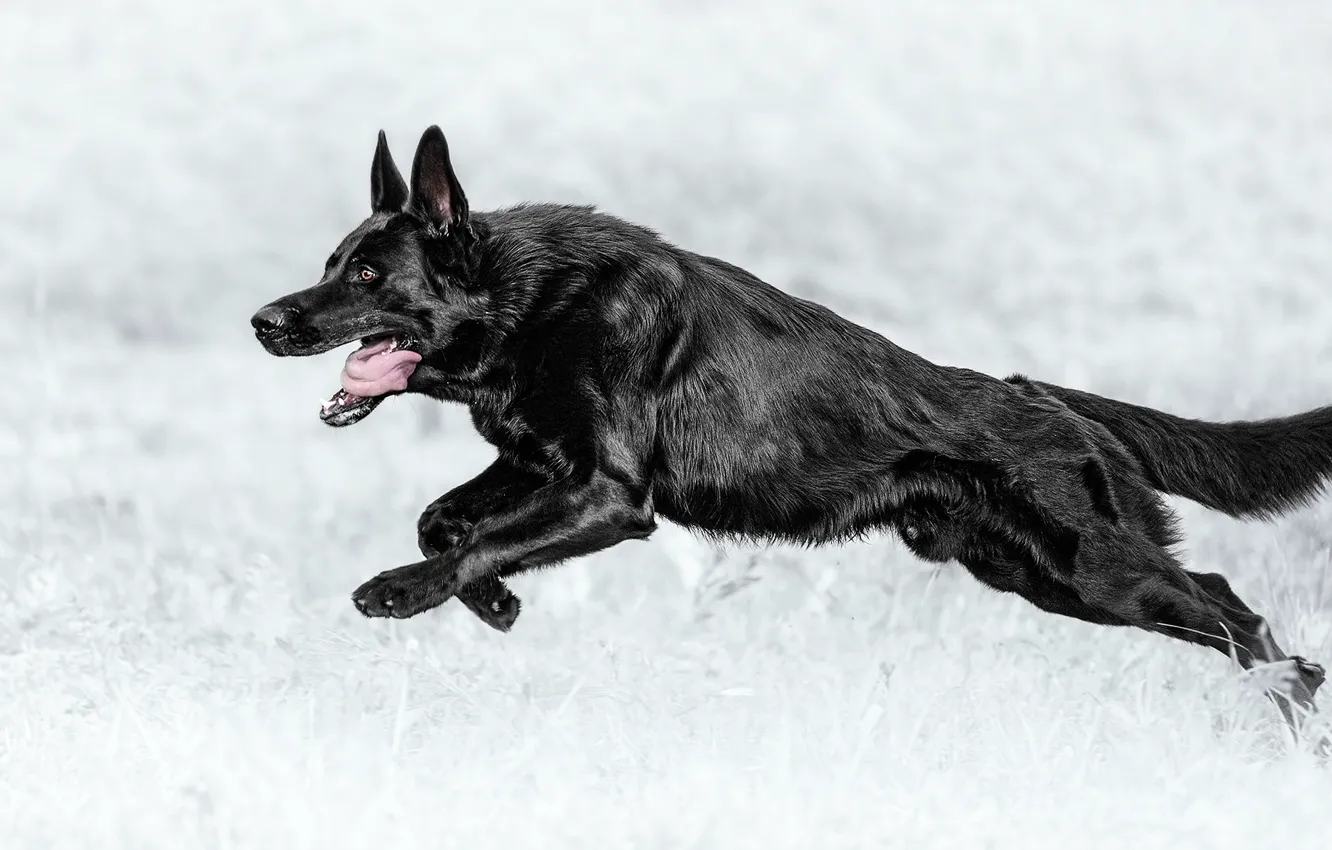 Photo wallpaper dog, running, shepherd, German shepherd