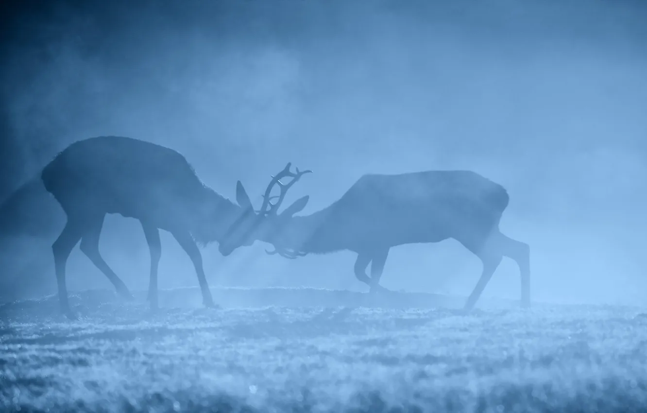 Photo wallpaper fog, morning, deer