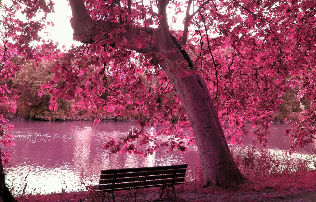 Photo wallpaper FOREST, TREE, BENCH, LEAVES, POND, BRANCHES, PINK, POND
