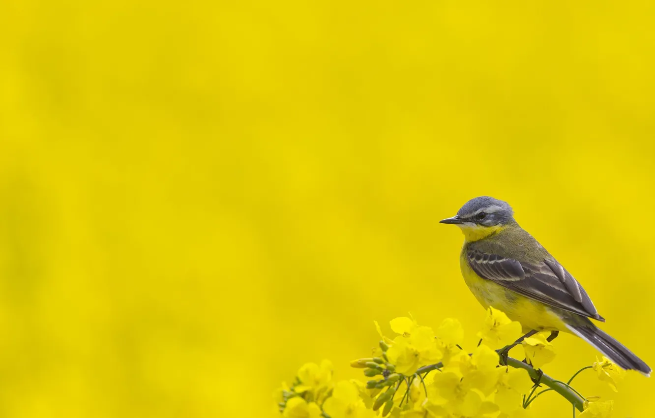 Photo wallpaper flowers, bird, yellow background