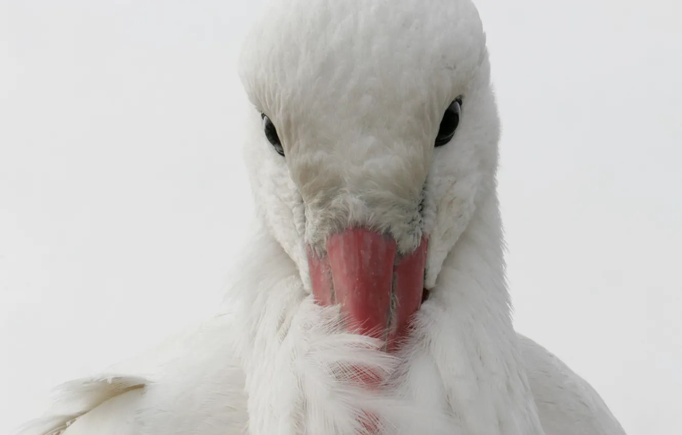 Photo wallpaper nature, bird, stork