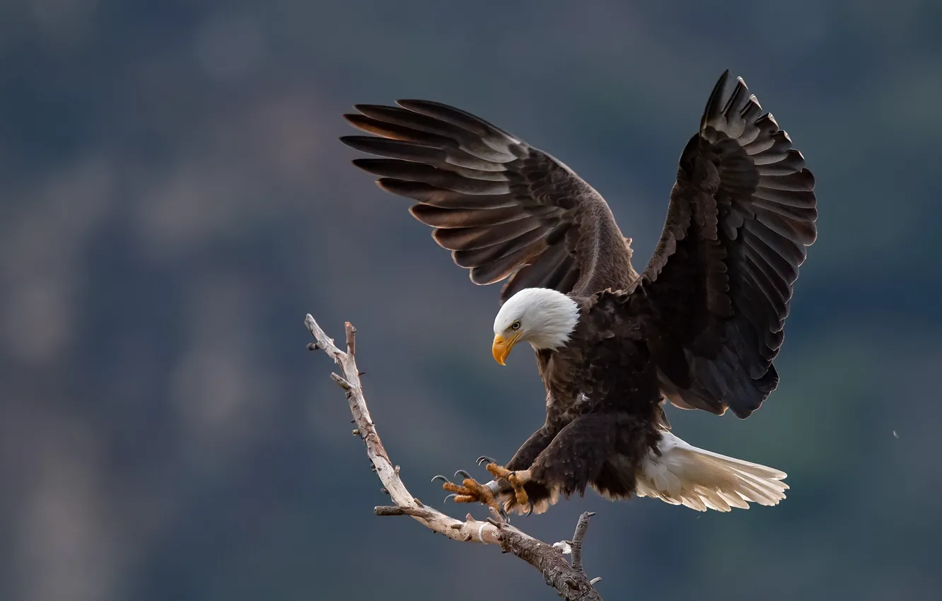 Photo wallpaper bird, predator, handsome, bald eagle