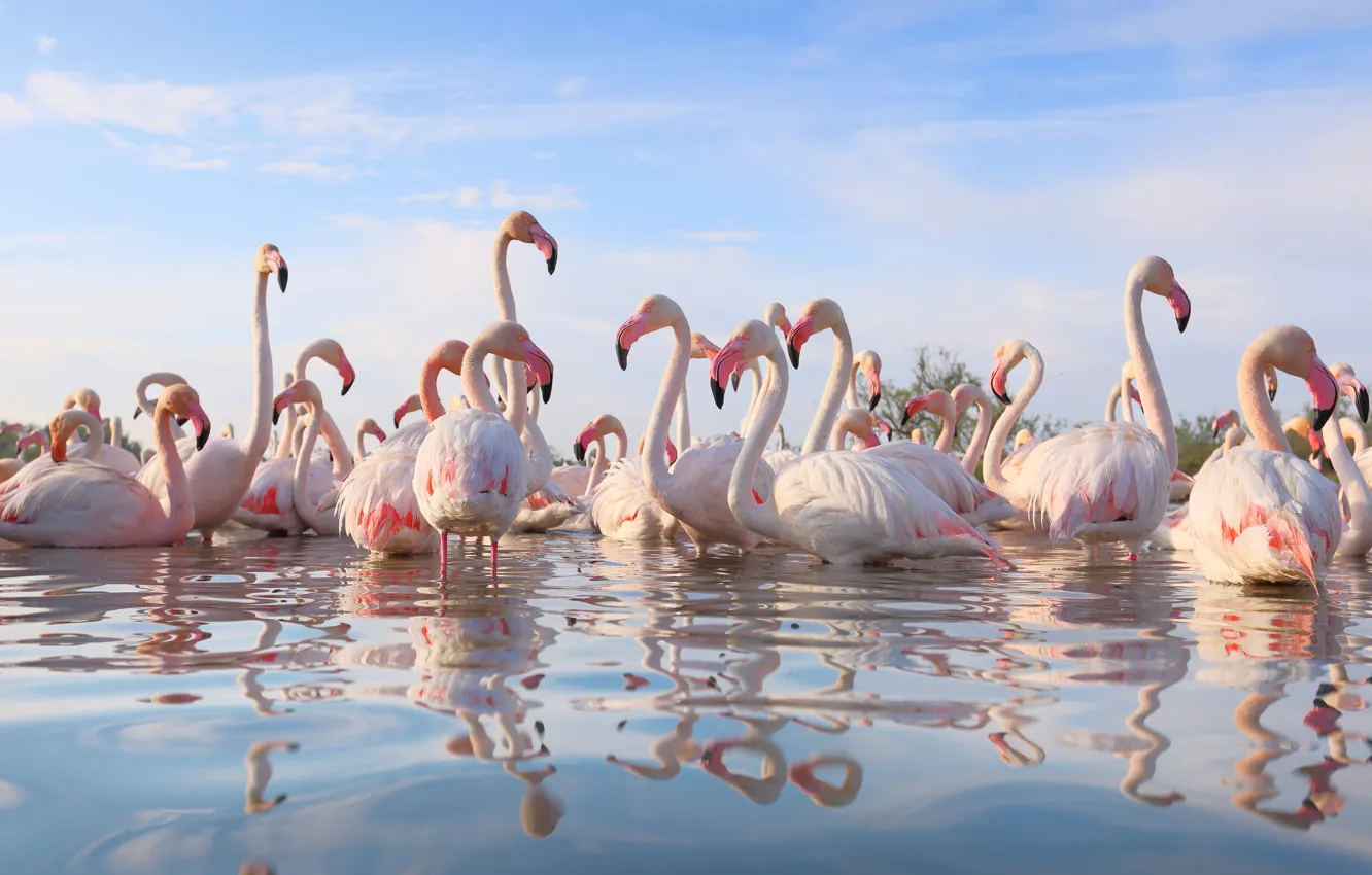 Photo wallpaper bird, pack, Flamingo, pond, a lot, pink flamingos