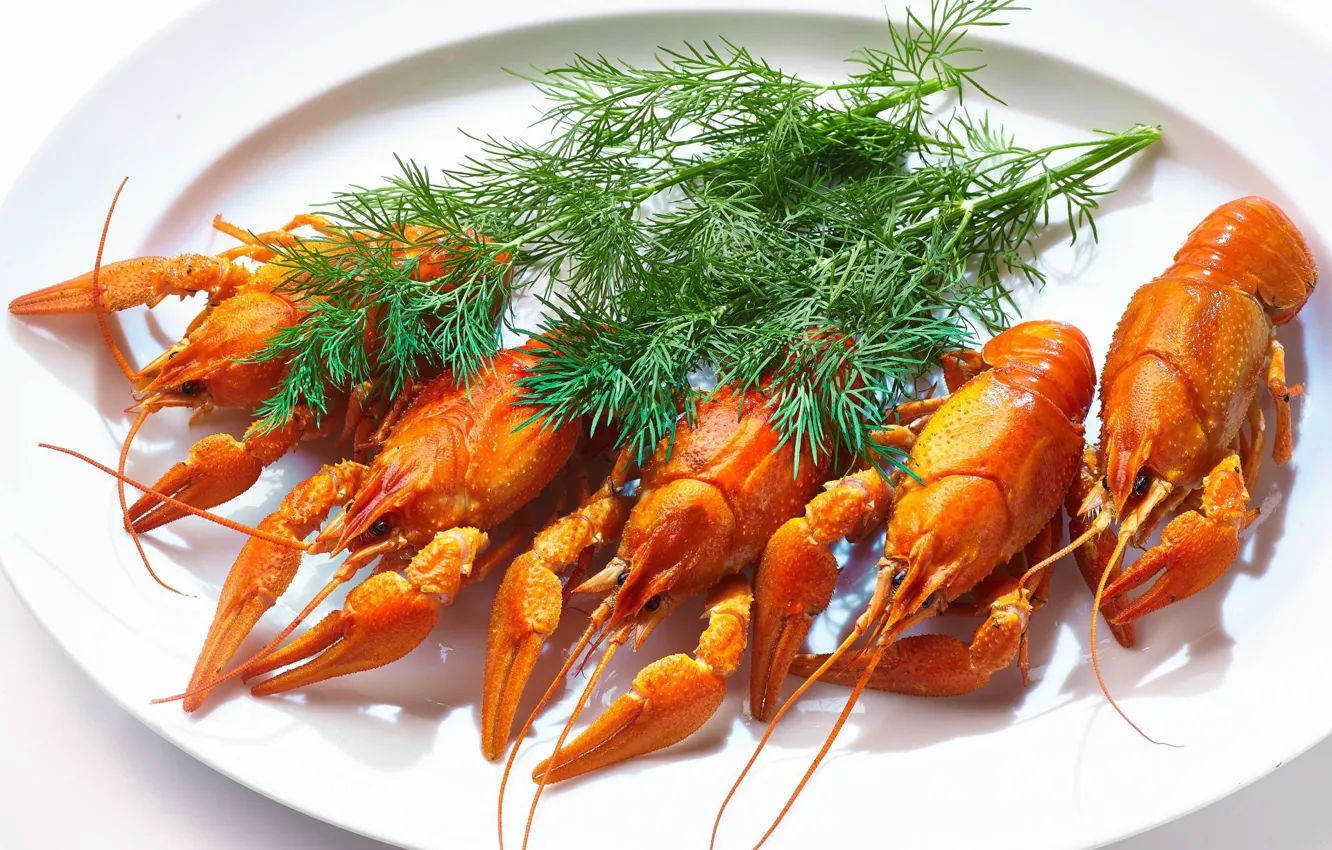 Photo wallpaper dill, claws, cancers
