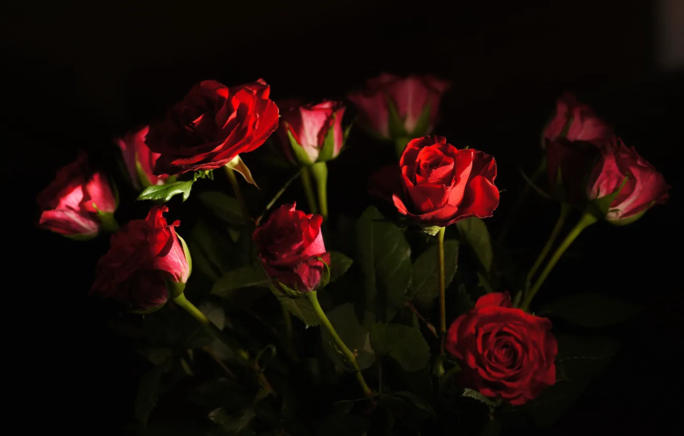 Photo wallpaper light, roses, bouquet, petals, Bud
