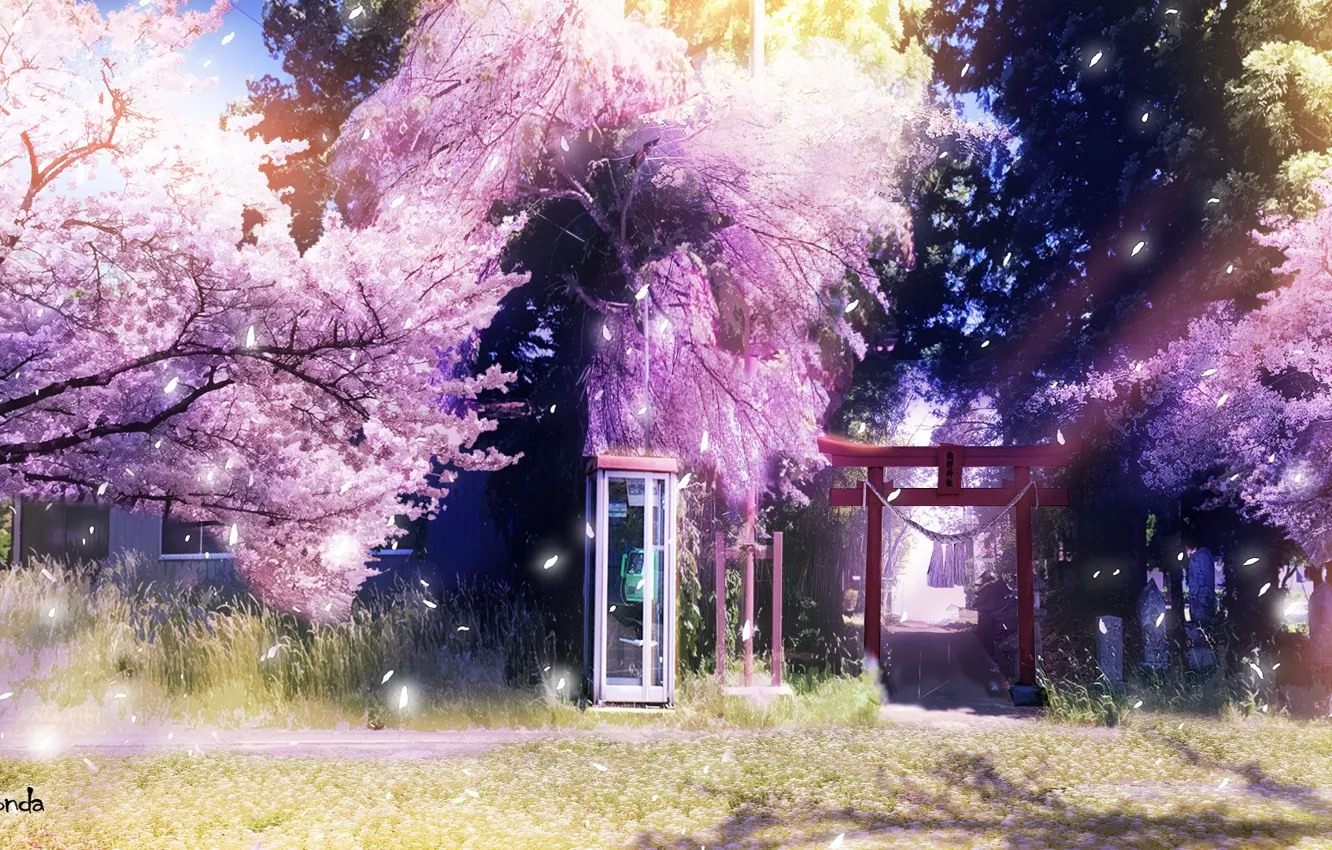 Photo wallpaper spring, Sakura, phone booth, torii