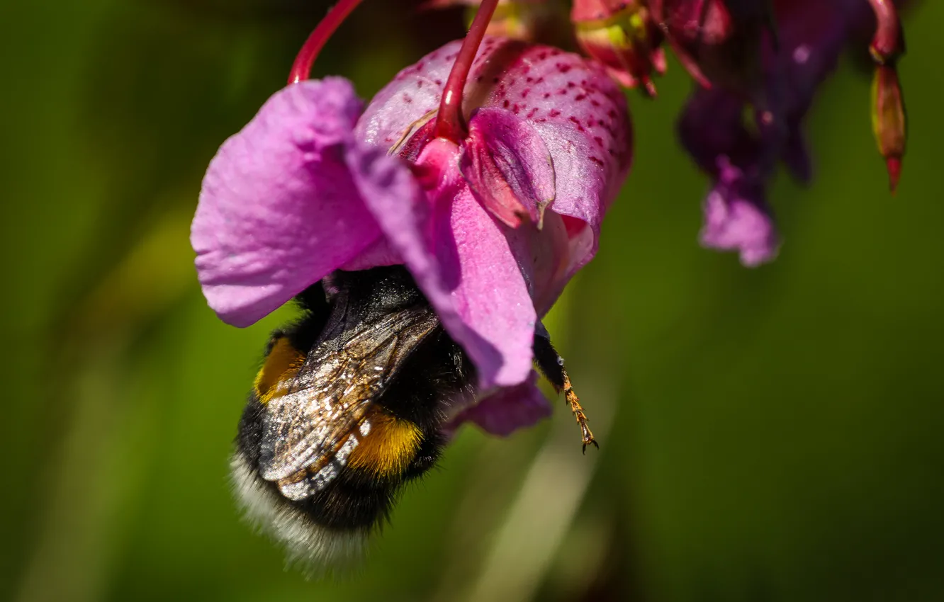 Photo wallpaper flower, macro, nature, bumblebee