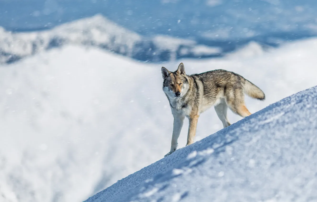 Photo wallpaper winter, face, light, snow, mountains, nature, pose, tops