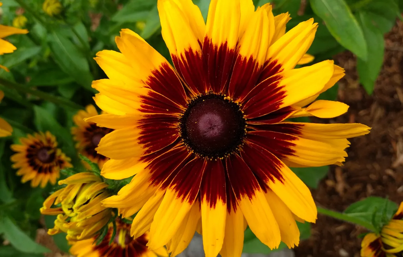 Photo wallpaper nature, spring, Fred Fletcher Park, Jim Perry