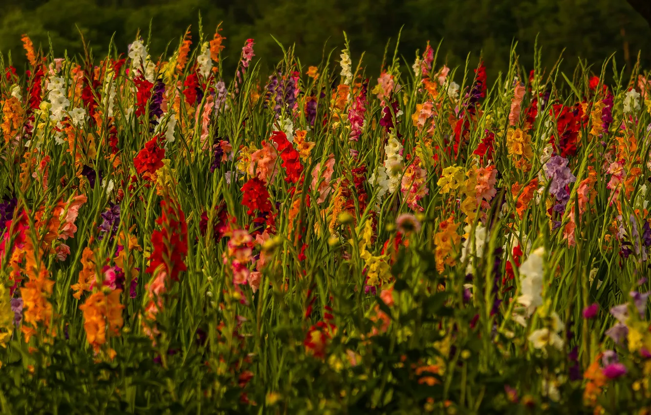 Photo wallpaper field, flowers, nature, gladiolus