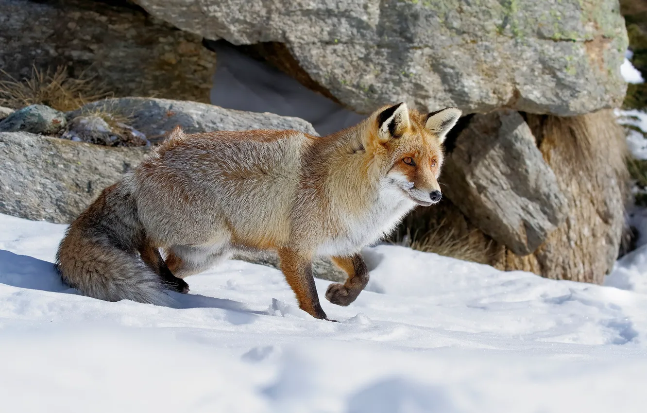 Photo wallpaper winter, look, face, snow, nature, pose, stones, rocks