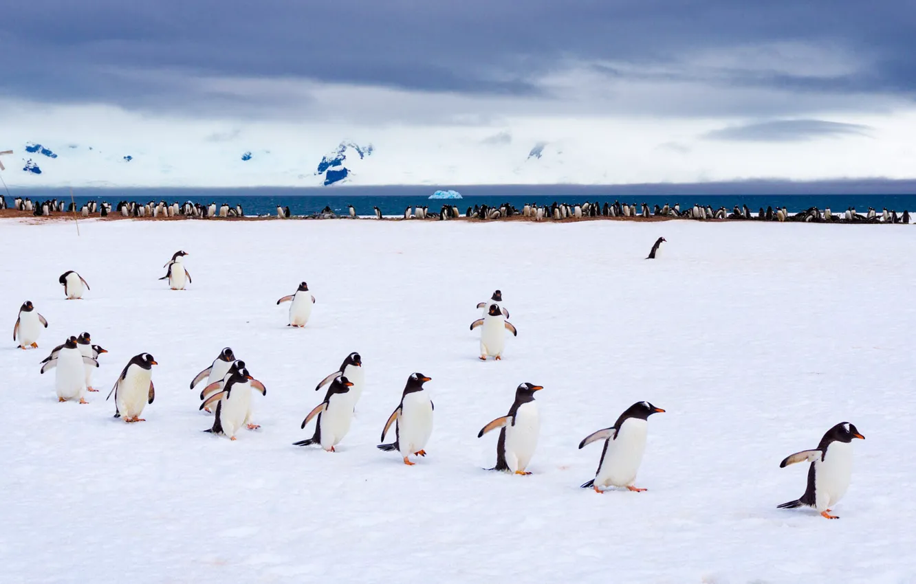 Photo wallpaper winter, the sky, snow, nature, pose, bird, shore, penguins