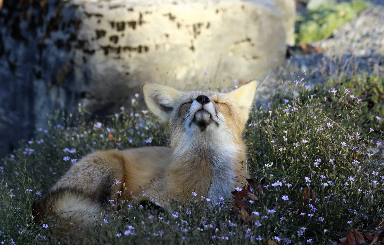 Photo wallpaper fox, nature, animal, attitude