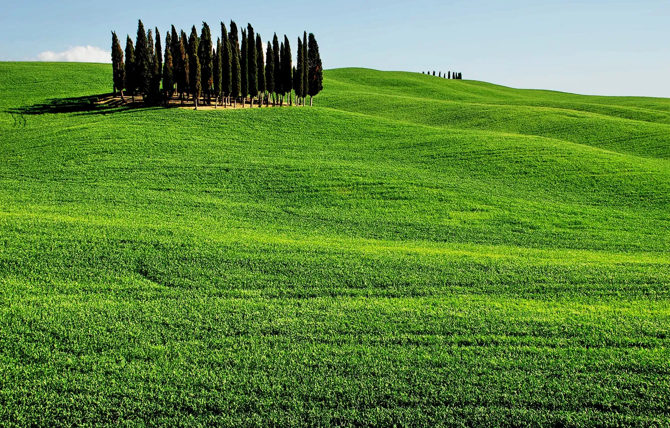 Photo wallpaper greens, field, the sky, trees