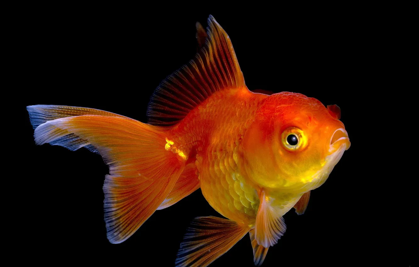 Photo wallpaper fish, background, gold