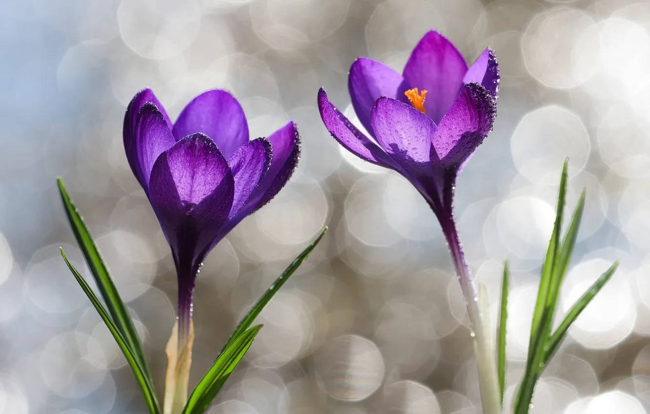 Photo wallpaper purple, drops, spring, crocuses