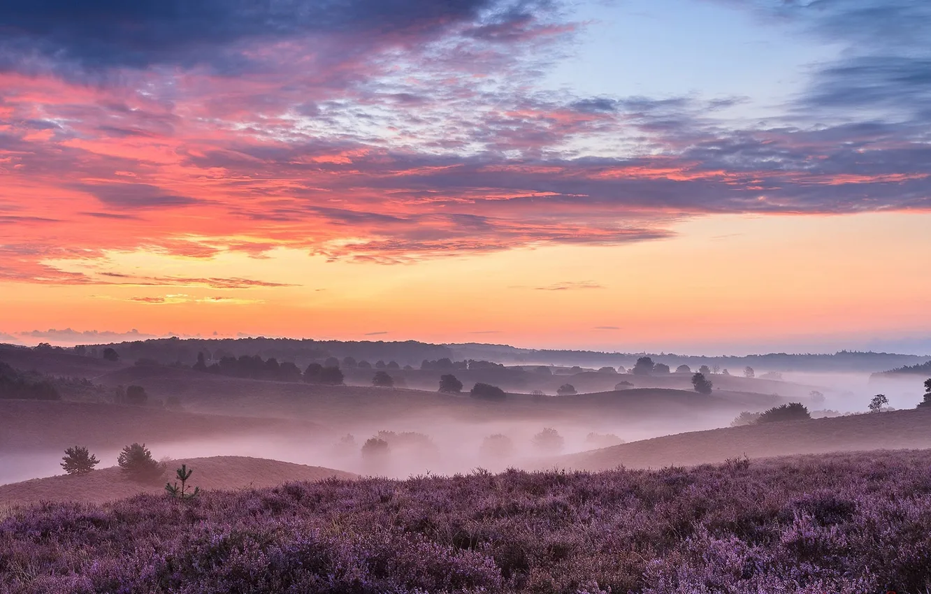 Photo wallpaper field, sunset, flowers, fog