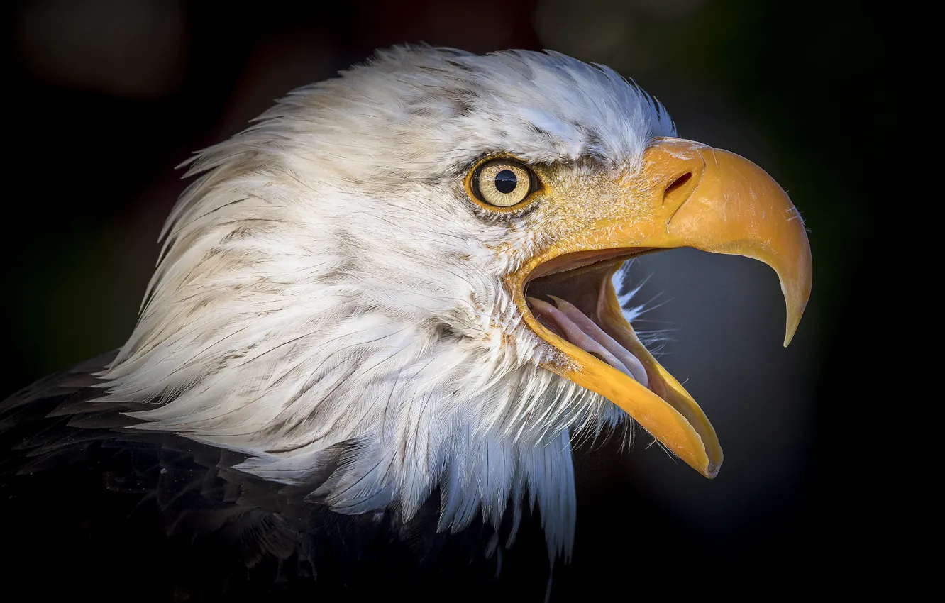 Photo wallpaper bird, portrait, beak, bald eagle