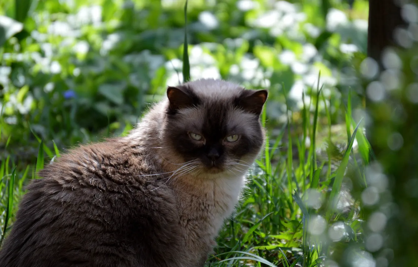 Photo wallpaper cat, grass, British, Shorthair
